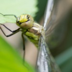 Blaugrüne Mosaikjungfer
