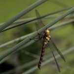 Blaugruene Mosaikjungfer