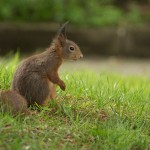 Eichhörnchen