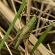Feldheuschrecke im hohen Gras