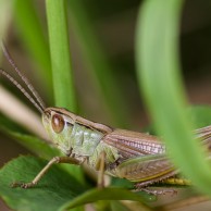 Feldheuschrecke im hohen Gras