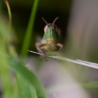 Feldheuschrecke im hohen Gras