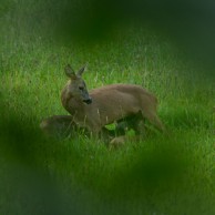 Reh am Kortengraben
