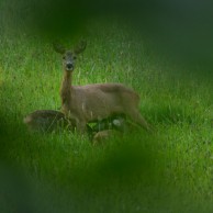 Reh am Kortengraben