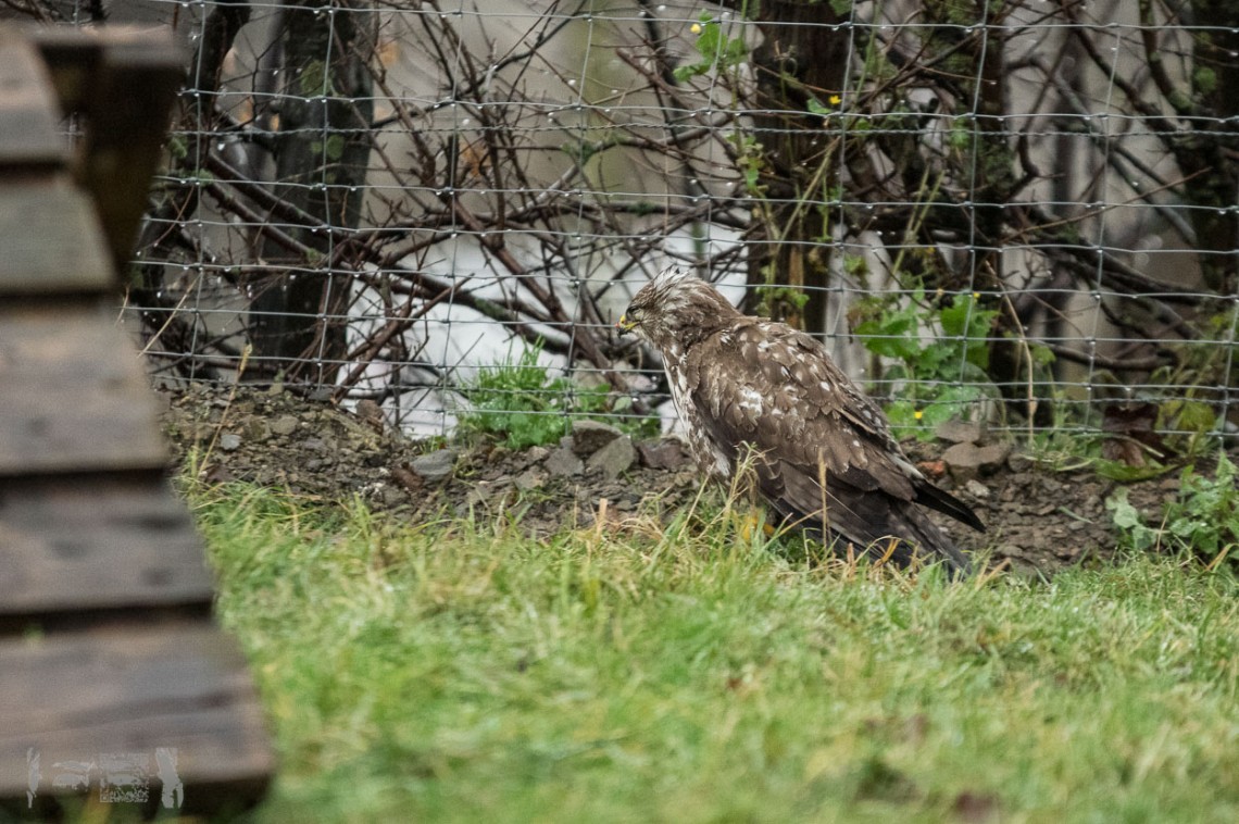 Verletzter Mäusebussard im Hühnergehege