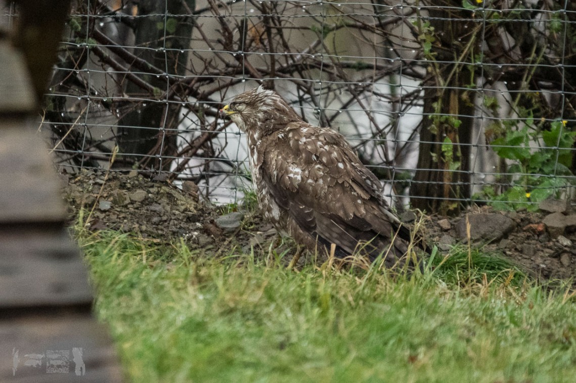 Verletzter Mäusebussard im Hühnergehege