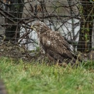 Verletzter Mäusebussard im Hühnergehege