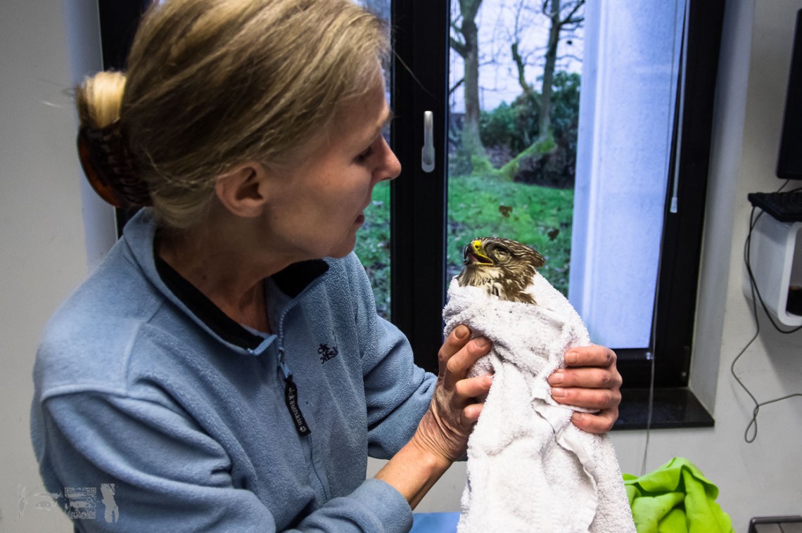 Verletzter Mäusebussard im Hühnergehege