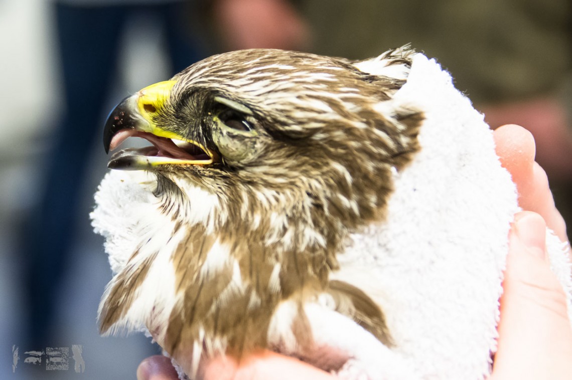 Verletzter Mäusebussard im Hühnergehege