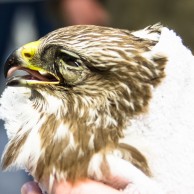 Verletzter Mäusebussard im Hühnergehege