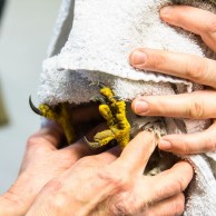 Verletzter Mäusebussard im Hühnergehege