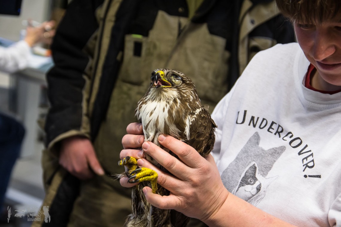 Verletzter Mäusebussard im Hühnergehege