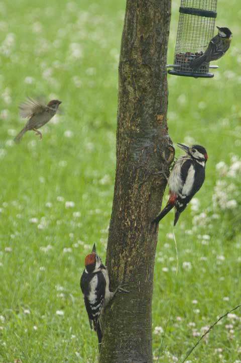 Gartenvögel am Futterbaum