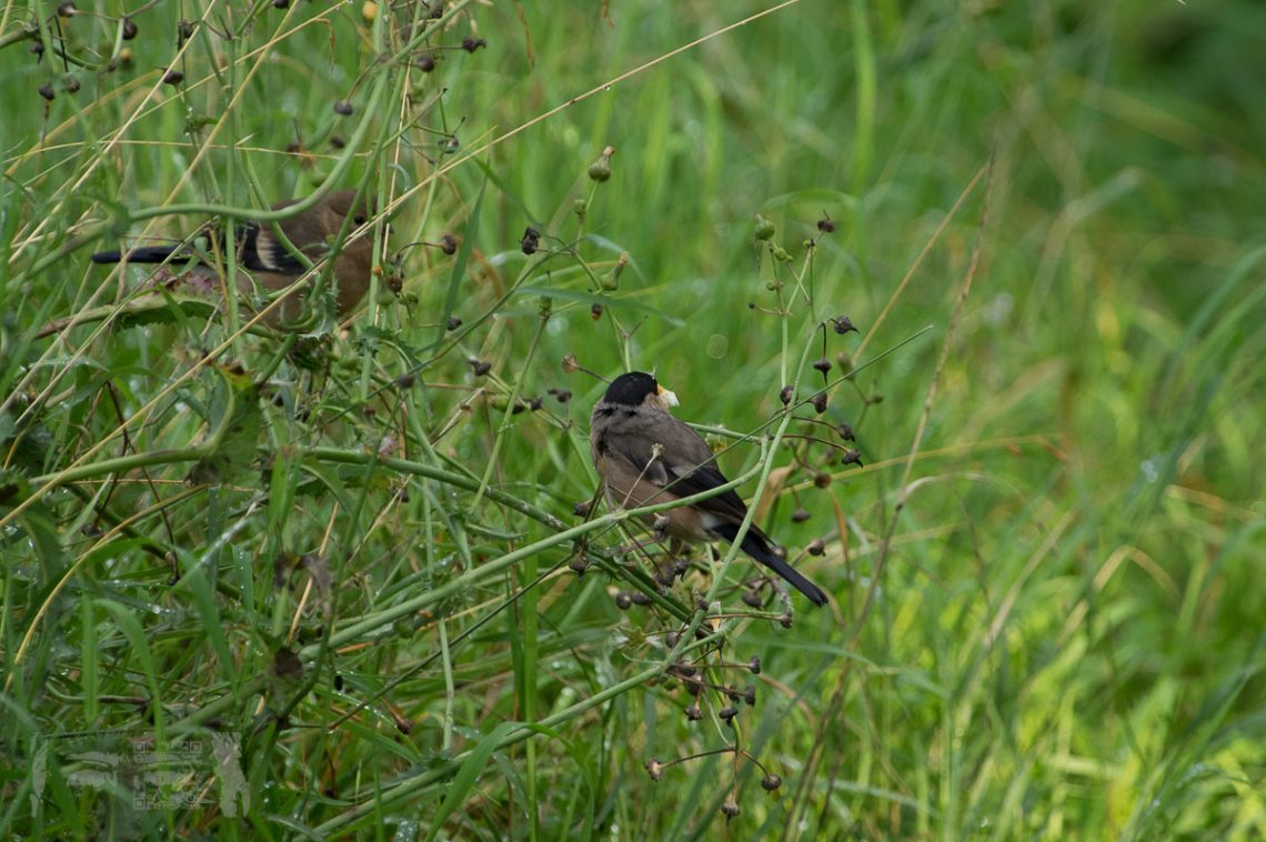 Dompfäffin mit Nachwuchs