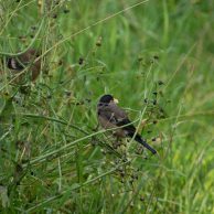 Dompfäffin mit Nachwuchs