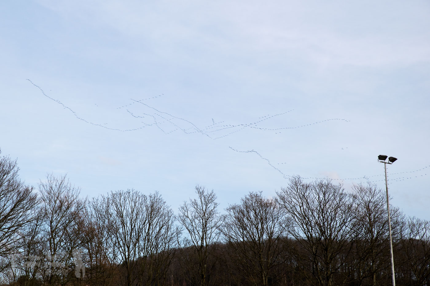 OL17-18_20180304_082_TSG_-_TuSEnnepetal_Rueck_IMGP7609.jpg