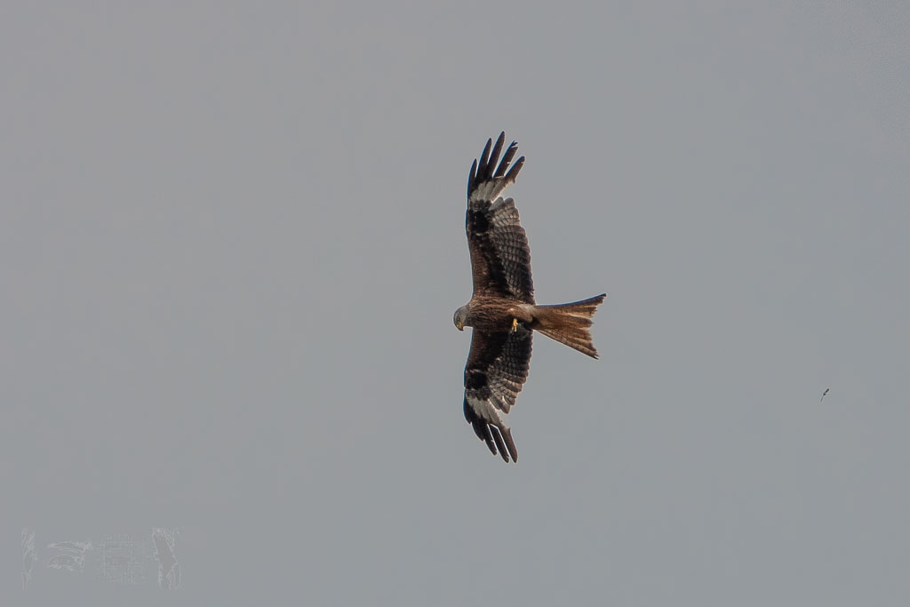 OL19-20_20190714_197_TSG_-_TVD_Test__DSC2462.jpg
