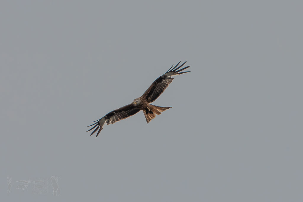 OL19-20_20190714_202_TSG_-_TVD_Test__DSC2467.jpg
