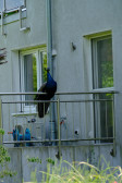 DSCF3279.jpg