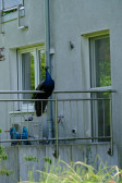DSCF3280.jpg