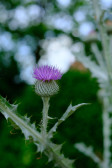 DSCF3717.jpg