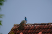 DSCF6019.jpg