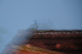 DSCF6020.jpg
