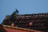 DSCF6023.jpg