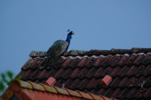 DSCF6024.jpg