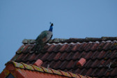 DSCF6025.jpg