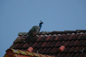 DSCF6026.jpg