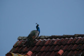DSCF6027.jpg