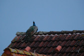 DSCF6029.jpg