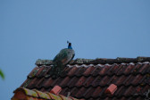 DSCF6030.jpg