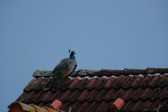 DSCF6031.jpg