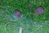 DSCF6032.jpg