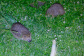 DSCF6033.jpg