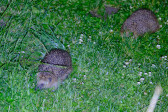 DSCF6034.jpg