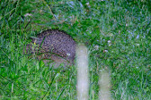 DSCF6035.jpg