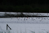 DSCF6037.jpg