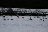 DSCF6039.jpg