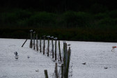 DSCF6043.jpg
