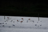 DSCF6044.jpg