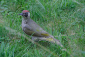 DSCF6124.jpg